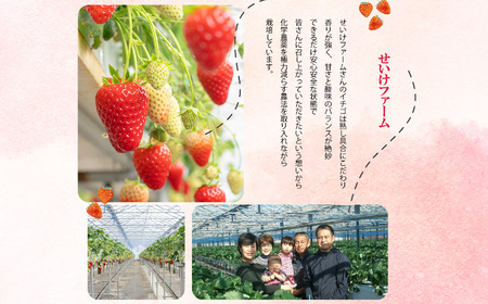 平群 の 古都華 いちご 大粒（ 4L ～ 5L サイズ） 2パック | フルーツ いちご 古都華 先行予約 奈良県 平群町
