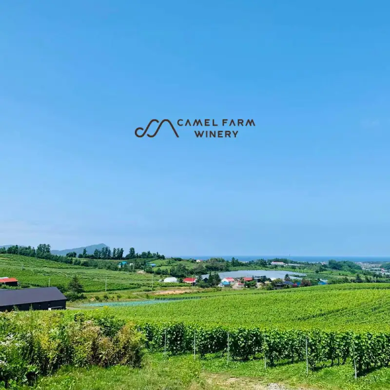 【数量限定】 ヨイチヌーヴォー レジェント 2023 【キャメルファーム】 余市 北海道 ワイン 赤ワイン ヌーヴォー ヌーボ 国産 キャメル カルディ おすすめワイン 余市のワイン 北海道のワイン 日本のワイン 北海道 余市町 _Y020-0635