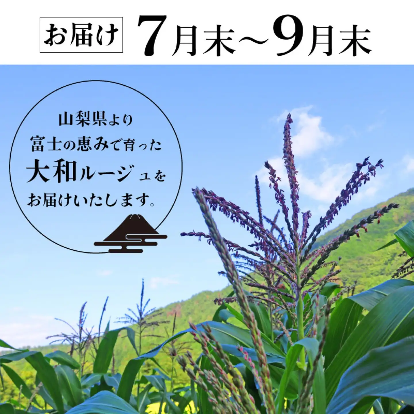 【2026年先行予約】山梨県都留市産 紅いスイートコーン 大和ルージュ｜希少な赤いとうもろこし 甘い スイートコーン トウモロコシ 産地直送 送料無料【浅田農園】