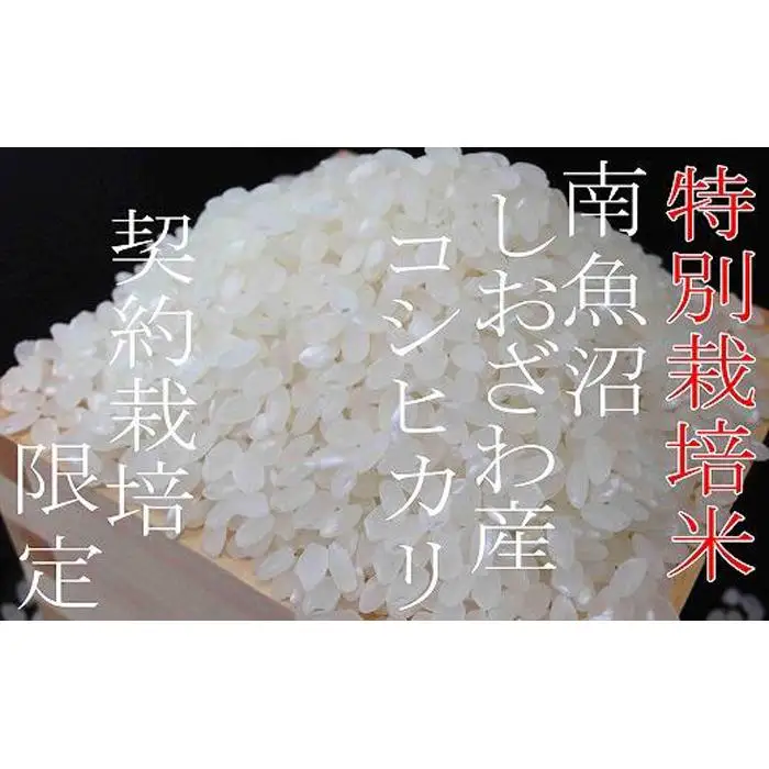 【令和7年産】【精米１０Kg】特別栽培 生産者限定  南魚沼しおざわ産コシヒカリ【銘柄米 ブランド米 精米 こしひかり コシヒカリ 魚沼産 新潟米 産地直送 お米 米 こめ コメ ご飯 御飯 ごはん】