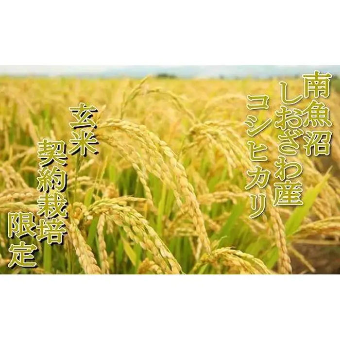 【令和7年産】【玄米６Kg】●玄米● 生産者限定 南魚沼しおざわ産コシヒカリ【銘柄米 ブランド米 玄米 こしひかり コシヒカリ 魚沼産 新潟米 産地直送 お米 米 こめ コメ ご飯 御飯 ごはん】