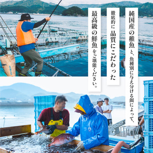 カンパチ 神経締め 3～3.5kg 1尾 かんぱち 勘八 鮮魚 産地直送 冷蔵 養殖 国産
