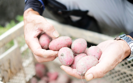 定期便 曽爾村の旬野菜と加工品の詰め合わせ 6ヶ月定期便 // 野菜 加工品 6ヶ月定期便