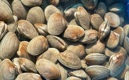 北海道 厚岸産 砂抜き済み あさり 1kg ＆ ブランド牡蠣 マルえもん 殻付き LLサイズ 10個 【光輝】 [ 魚貝類 海鮮 海の幸 みそ汁 酒蒸し アサリバタ 産地直送 生食用牡蠣 生食用 牡蠣 カキ ］