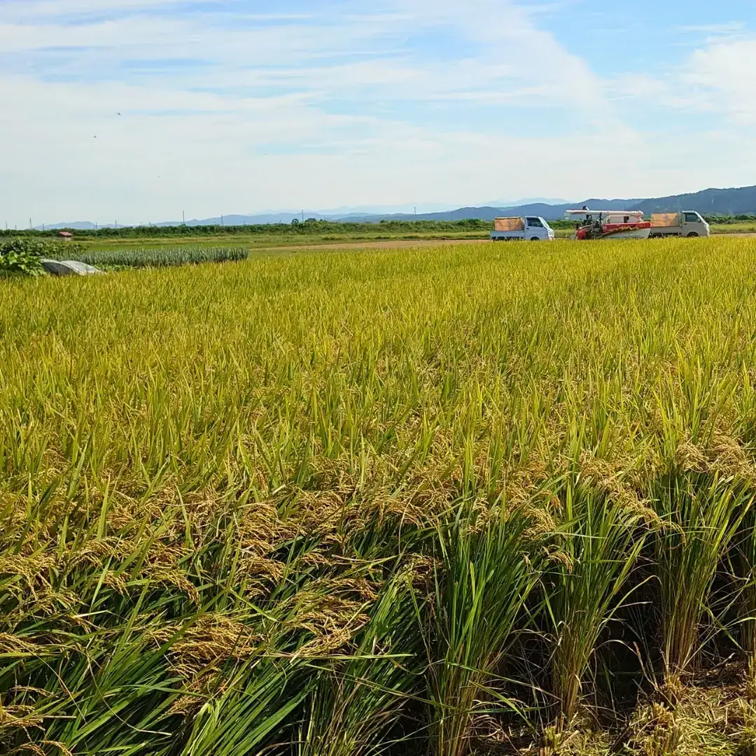 すのこタン。米 2kg 新潟県三条市産 コシヒカリ 非BLコシヒカリ 令和7年産 数量限定