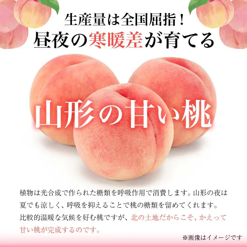 【先行予約 2026年度発送】♪フルーツ王国山形♪ 白桃・和梨セット なし デザート フルーツ 果物 くだもの 果実 食品 山形県 FSY-2554