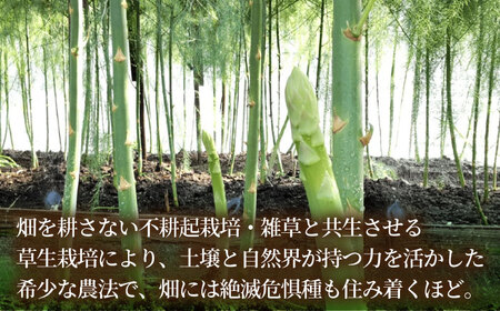 【2026年】 5～9月配送 極上あまうま 夏芽 アスパラガス M～L 1kg （40～50本）【Nature-falo】熊本県産 夏芽アスパラガス アスパラ 極上 国産 [ZEQ002]