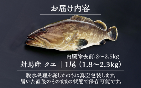 【1週間以内発送】対馬産クエ 丸ごと1匹！1.8kg以上！ [WCN001] 直送 新鮮 マルモン 刺身 しゃぶしゃぶ 鍋 くえ アラ スピード発送 最速発送 最短発送