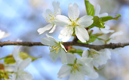 【数量限定】山桜はちみつと春の田舎はちみつの3種ギフトセット[結蜜 Musubi-R3山桜] 【茨城県共通返礼品／五霞町】 生ハチミツ 非加熱 茨城県産 ※着日指定不可 _EY01