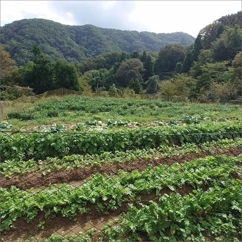 味土野大納言ぜんざい（細川ガラシャ隠棲地の小豆～味土野大納言使用～）だいなごん 小豆 あずき ゼンザイ おしるこ 湯煎 和菓子 和スイーツ 