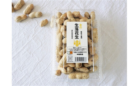 【2026年発送】事前予約 やみつき極うま “金の生落花生” 300g 生ピーナッツ 塩ゆで専用　H105-194