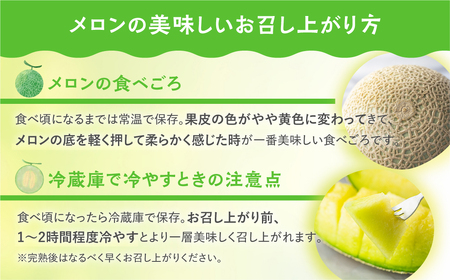 【定期便】先行予約 マスクメロン 4回定期便 2玉 2026年6月スタート マルカ農園