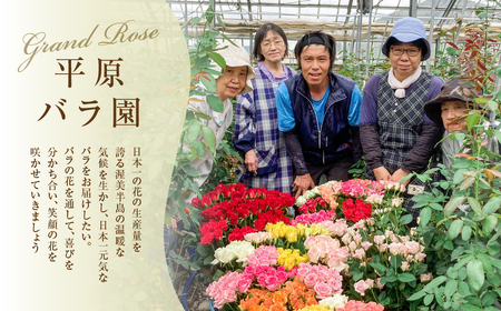 【定期便】薔薇のアレンジメント 花束定期便 12回