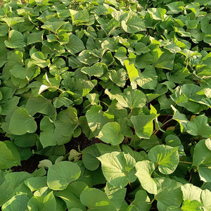 新潟県 加茂市産 姫あやか 【家庭用】 5kg 《順次発送》サツマイモ 訳あり 家庭用