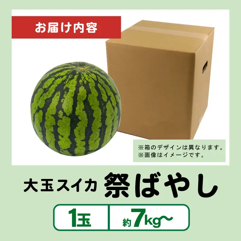 【先行予約】藤重農園の大玉スイカ『祭ばやし』 1玉（7kg～） ≪満足度高い大きなスイカ≫／ 果物 フルーツ 西瓜 すいか ギフト 農家直送 美肌 ビタミン豊富 福井県 あわら市 なんとリコピンはトマトの1.5倍！ ※2026年6月中旬以降順次発送 [aw083-a003]