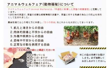 ＜黒岩土鶏(丸ごと一羽分)合計1,600g以上＞翌月末迄に順次出荷 鶏肉 丸ごと 1.6kg以上 冷凍 【c679_ki_x3】