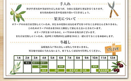 【 小豆島 】小豆島で育ったオリーブ苗木！ご自宅やお店のシンボルツリーにどうぞ！ 植物 観葉植物 オリーブ 苗木 インテリア シンボルツリー オリーブ苗木 香川 香川県 土庄 土庄町