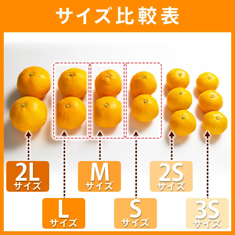 訳あり 山北みかん 約10kg（80～120個程度） みかん yk-0059