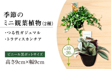 観葉植物オリジナル4点セット（ガジュマル大・ゴムの木曲がり・季節のミニ観葉）/ 観葉植物 室内観葉植物 ガジュマル ガジュマルの木 がじゅまる ゴムの木 インテリア おしゃれ / エコグリーンヒガシ / 大村市[ACAL001]