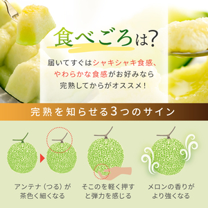 メロン 2玉 肥後グリーン or アールスメロン |  メロン 果物 フルーツ めろん マスクメロン 熊本県 玉名市