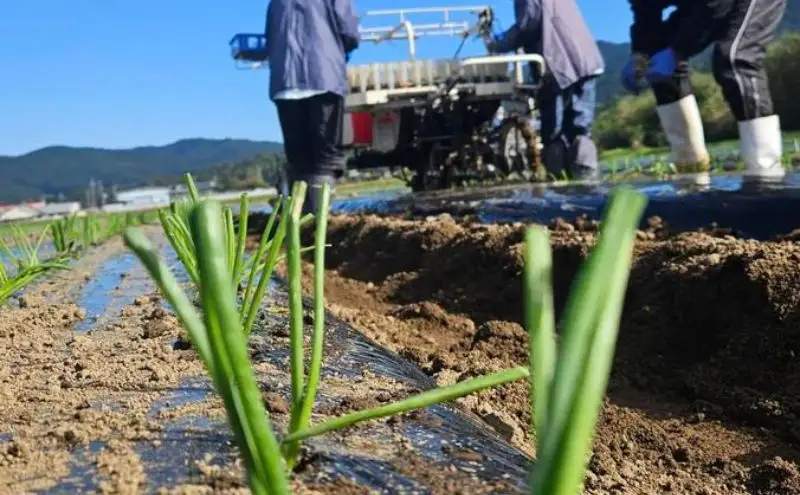 【数量限定/期間限定】信州駒ヶ根産有機たまねぎ「アルプスからの玉手箱」（約6kg） アグリコオリジナル 甘みが強い 野菜 常備野菜 万能野菜 オニオン 国産 国産野菜