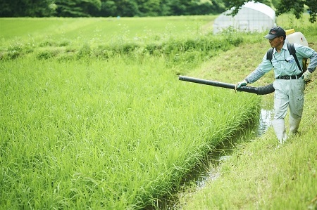 令和７年度産AKOMEYA TOKYO 特別栽培米 ご奉納コシヒカリ 窒素充填2kg×6回定期便【コシヒカリ こしひかり 真空パック 減農薬 特別栽培米 贈答用 プレゼント ギフト アコメヤ 減農薬 D-300 】