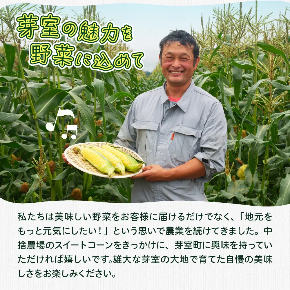 とうもろこし ドルチェドリーム 13本 北海道 芽室町 とうもろこし