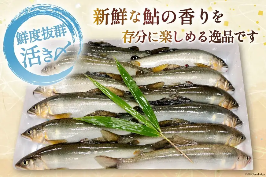 【期間限定発送】 鮎 こだわりの生鮎 約1kg [株式会社 あゆの是則 宮崎県 日向市 452060793]