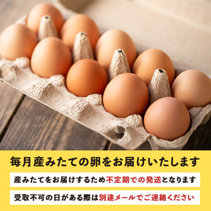 isa529 【定期便】いちき農園のこだわり卵(計480個・40個×12カ月) 平飼い 鶏 たまご 卵 タマゴ 低コレステロール 抗生物質不使用 卵かけご飯 TKG 定期便【いちき農園】【isa529】
