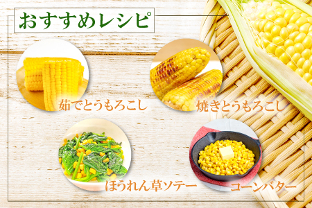 A-1160 ［夏作］朝採れとうもろこし　10本