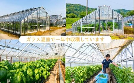 温室野菜 sano 生バジルソース２本セット 加工食品 ソース 