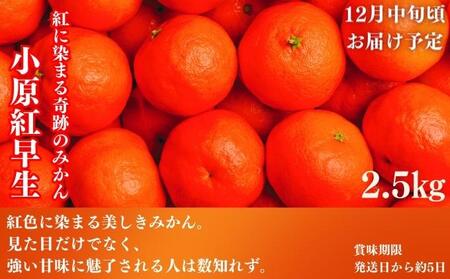 フルーツ 定期便 4回 いちご 桃 シャインマスカット みかん 果物