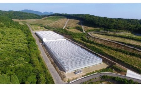 リコピンたっぷり！国東産ミニトマト3kg _0260N