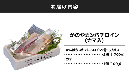 174-1 かのや カンパチロイン （ カマ入 ） KN001-001 魚 カンパチ