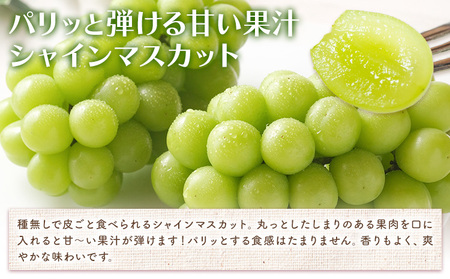 岡山白桃 と シャインマスカット 詰合せ 計約1.2kg 環山堂株式会社
