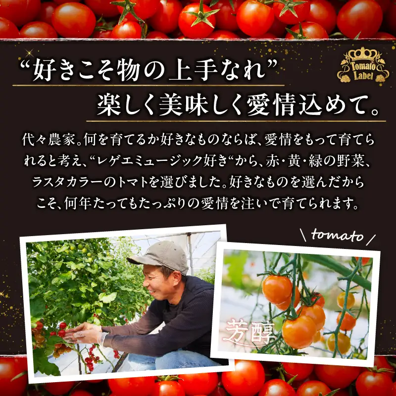 ≪期間限定≫オレンジリトル（計1.6kg） ミニトマト 野菜 サラダ 国産_T040-0015