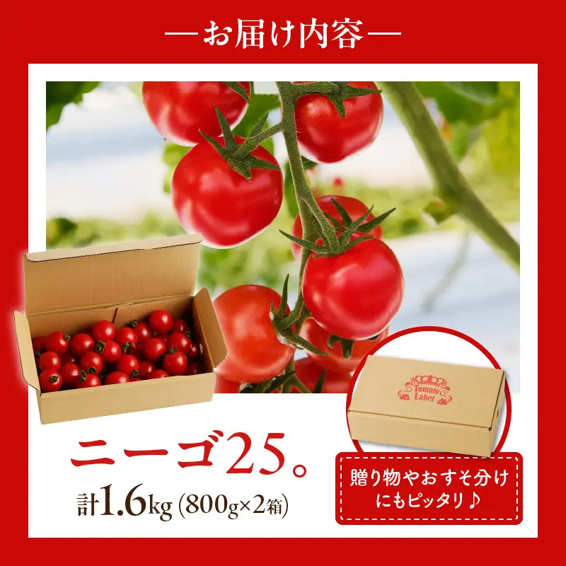 ≪期間限定≫高糖度ミニトマト『ニーゴ25。』(計1.6kg) ミニトマト 野菜 サラダ 国産_T040-0025