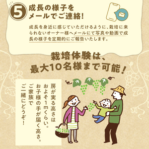 忍野村産　ぶどう(シャインマスカット)　共同オーナープラン栽培～収穫