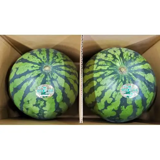 《 先行予約 》 牛久市産 河童 西瓜 L 2玉 ( 約 12kg ) 【 2026年6月中旬発送開始 】
