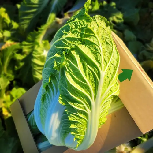 白菜 4玉 約10kg 生産量 日本一 茨城県 八千代町 