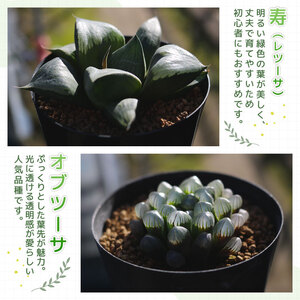多肉植物】 ハオルチア おまかせ3鉢セット 多肉植物 | 静岡県藤枝市
