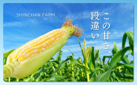 【2026年産】先行予約 とうもろこし 新茶 セット 詰め合わせ しんちゃん農園 甘々娘 甘太郎 甘い 森のとうもろこし 8～9本 緑茶 1パック トウモロコシ 茶 日本茶 静岡茶 煎茶 2026年 静岡 森町
