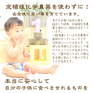 いちご 新潟 雪国完熟越後姫 約200g×2P イチゴ 苺 フルーツ 果物 お取り寄せ ギフト 贈り物 上越