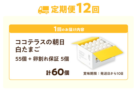【12ヵ月定期便】ココテラスの朝日（白たまご）55個 + 5個保証（計60個）【JGAP認証】 農家直送 新鮮 卵 タマゴ 白卵 玉子 鶏卵 朝食 夕食 夜食 朝ごはん たまご焼き だし巻き卵 オムレツ 卵ご飯 料理 濃厚 飼料にこだわった 卵かけご飯 米たまご 生卵 大容量 お取り寄せ 愛知県 常滑市