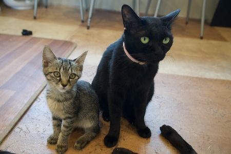 猫スペース1日貸し切り券