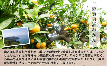 [022-a001] 敦賀東浦みかん「914」ビール 310ml × 5本