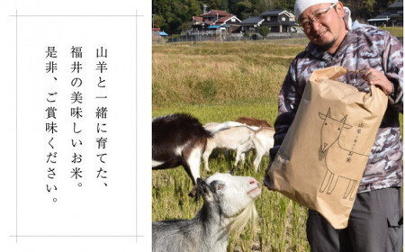 令和7年産 『ハナエチゼン』 10kg (単一原料米) [003-a002-A]