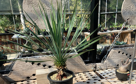 沖縄の観葉植物 ユッカ・ロストラータ 5寸鉢 観葉植物