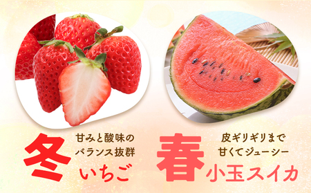 【4回定期便】旬のフルーツ便【養生市場】 定期便 ぶどう詰め合わせ約1.5kg メロン約2kg×2玉 いちご   スイカ《2026年4月中旬-2027年3月上旬頃出荷》 果物 フルーツ 九州産 熊本県産 送料無料