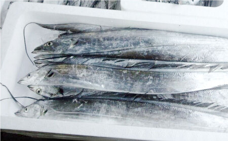 【全6回定期便】旬のおまかせ 厳選鮮魚セット 3~4人前(2~3魚種)   魚 鮮魚 さかな 魚 鮮魚 さかな 魚 【長井水産株式会社】 [AKAJ016]